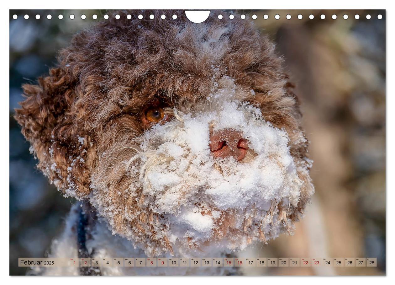 Bild: 9783435296095 | Lagotto Romagnolo in den Alpen 2025 (Wandkalender 2025 DIN A4...