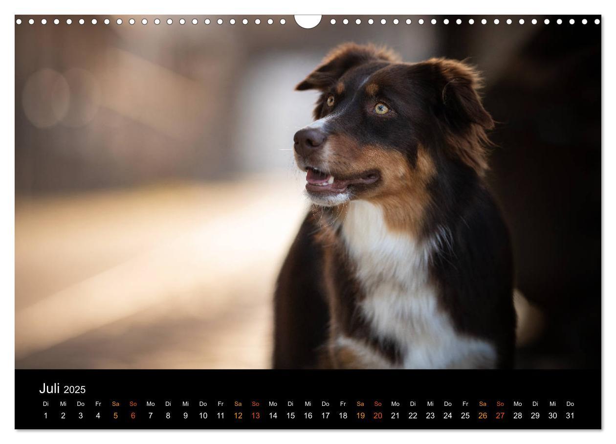 Bild: 9783435233151 | Australian Shepherd - Vielfalt in einer Rasse (Wandkalender 2025...