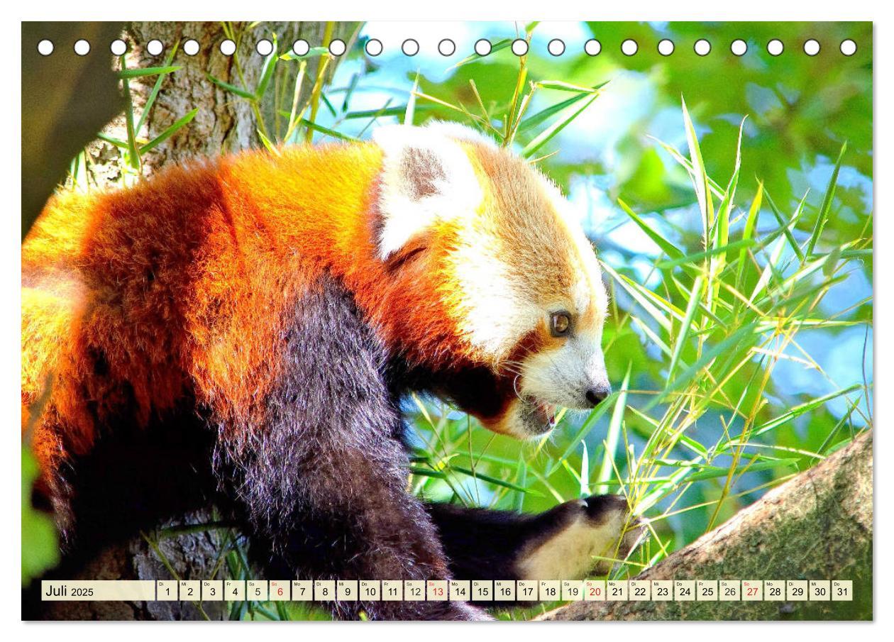 Bild: 9783435177394 | Roter Panda. Die superknuddeligen Katzenbären (Tischkalender 2025...