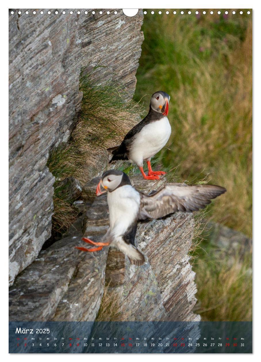 Bild: 9783435848843 | Naturerlebnis Puffin (Wandkalender 2025 DIN A3 hoch), CALVENDO...