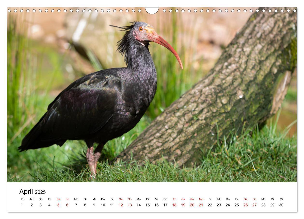 Bild: 9783435136421 | Der Waldrapp - Ein skurriler Vogel (Wandkalender 2025 DIN A3 quer),...