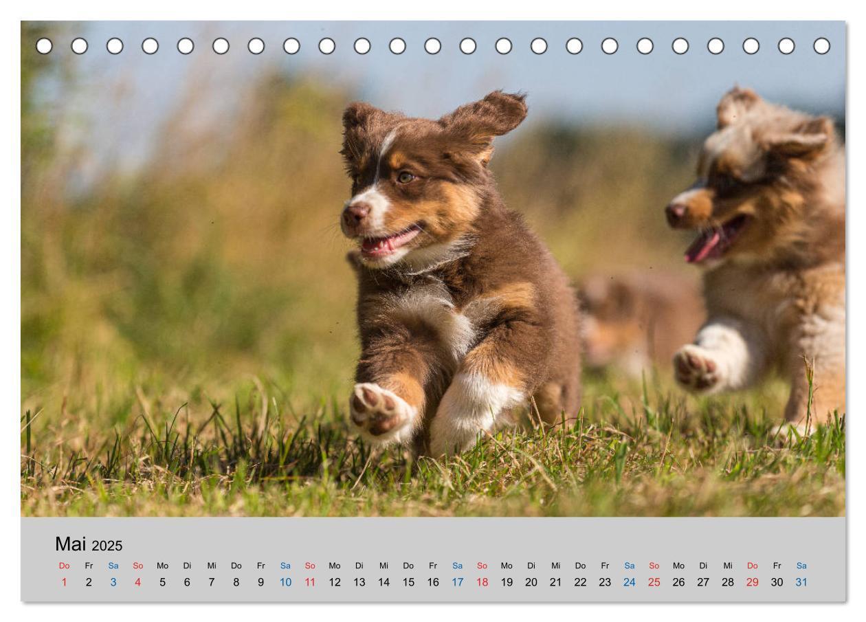 Bild: 9783435150335 | Australian Shepherd Welpen 2025 (Tischkalender 2025 DIN A5 quer),...