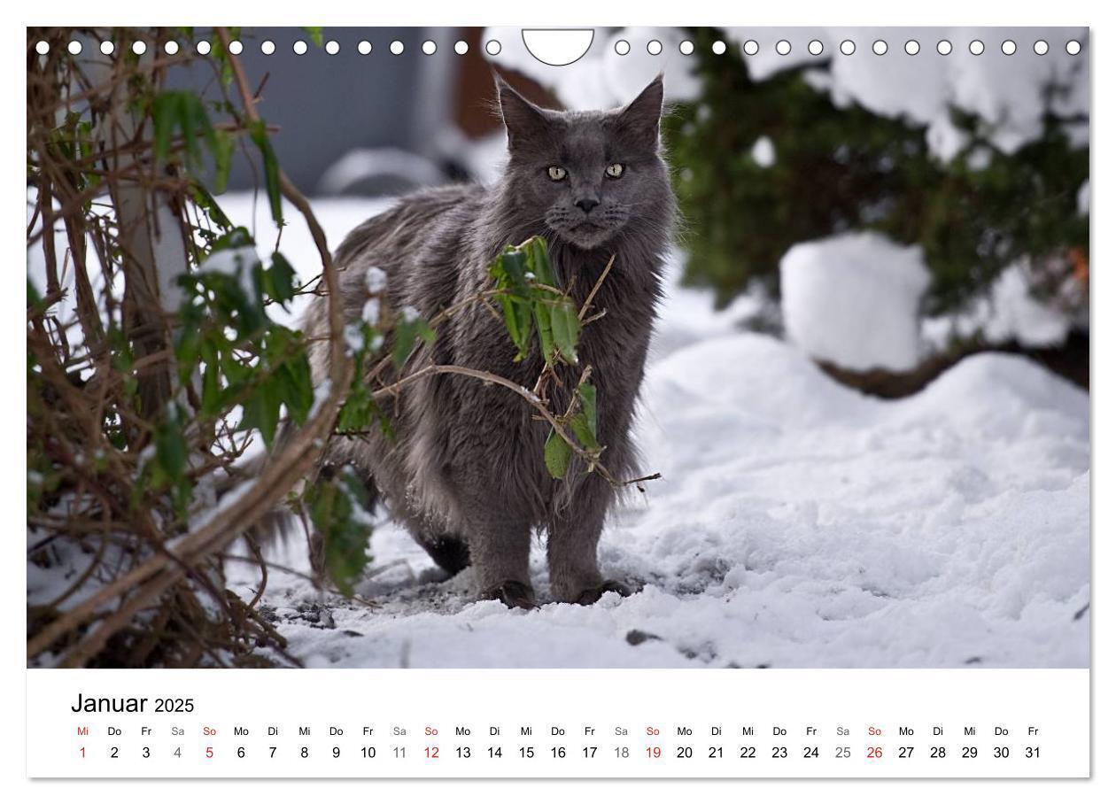 Bild: 9783435727605 | Rassekatzen 2025 (Wandkalender 2025 DIN A4 quer), CALVENDO...