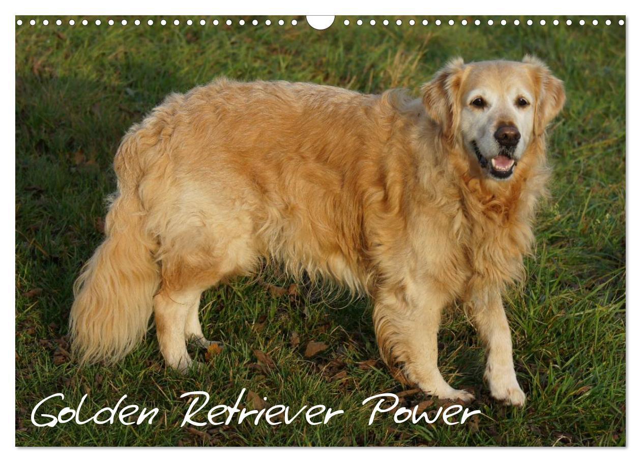 Cover: 9783435840663 | Golden Retriever Power (Wandkalender 2025 DIN A3 quer), CALVENDO...