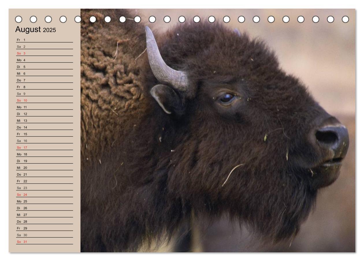 Bild: 9783435548798 | Büffel. Wisent und Bison (Tischkalender 2025 DIN A5 quer), CALVENDO...