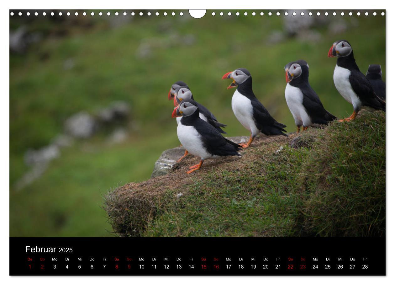 Bild: 9783435410675 | Puffins - Vögel des Nordens (Wandkalender 2025 DIN A3 quer),...