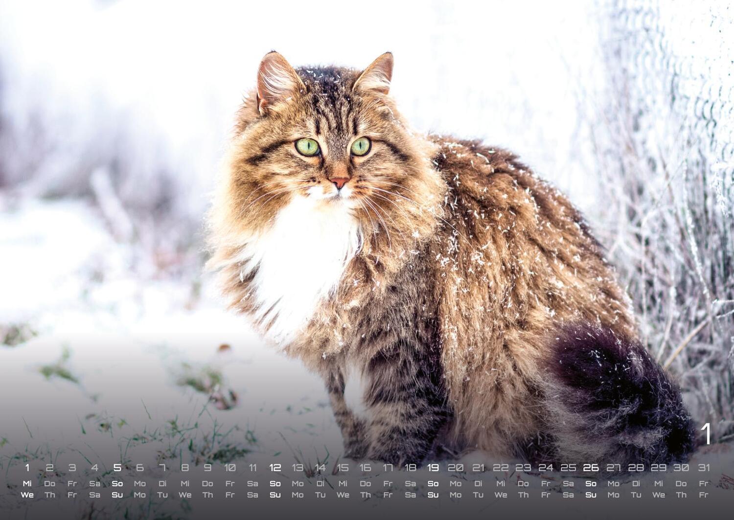 Bild: 9783986733858 | Miau - Unsere Stubentiger - Der Katzenkalender - 2025 - Kalender...