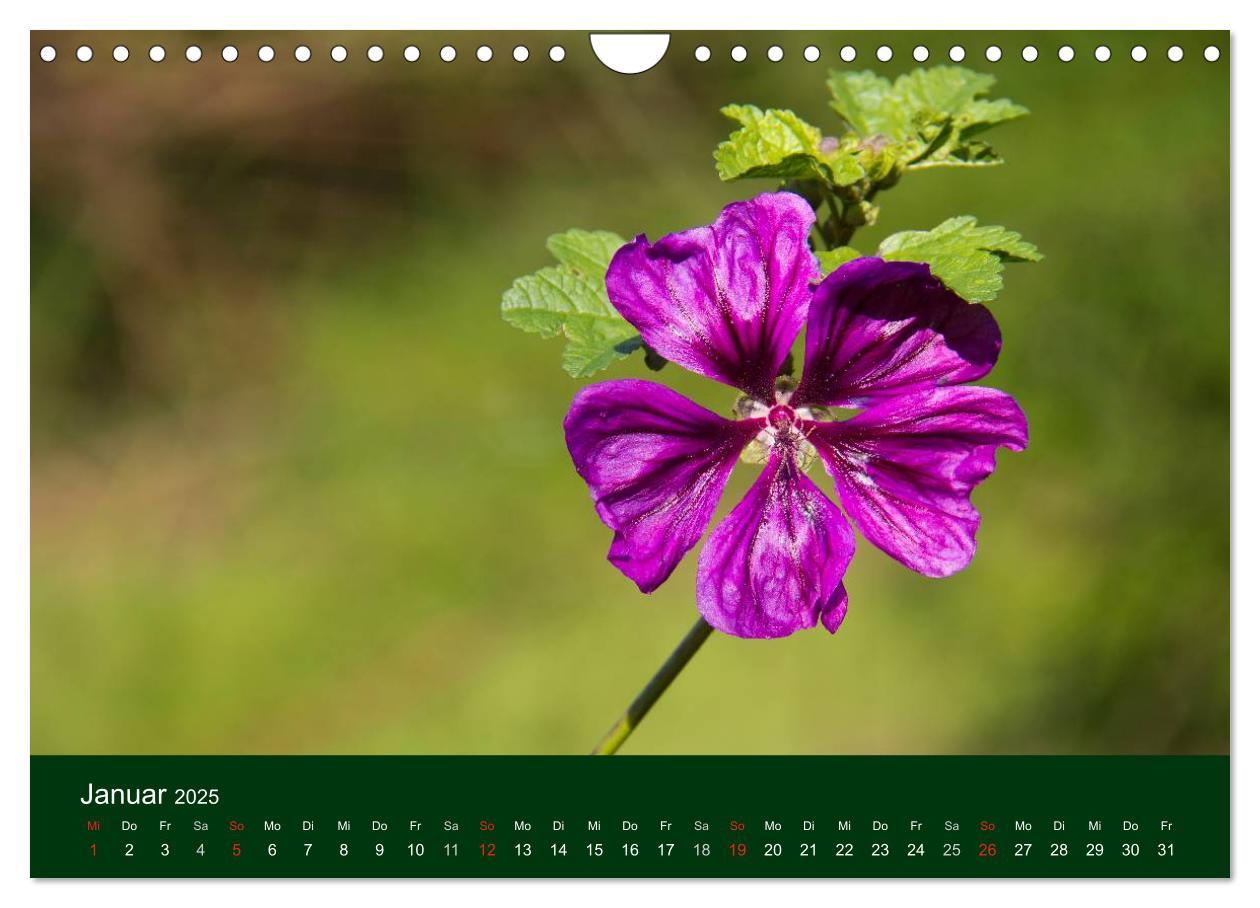 Bild: 9783435663613 | Blumen und Blüten (Wandkalender 2025 DIN A4 quer), CALVENDO...