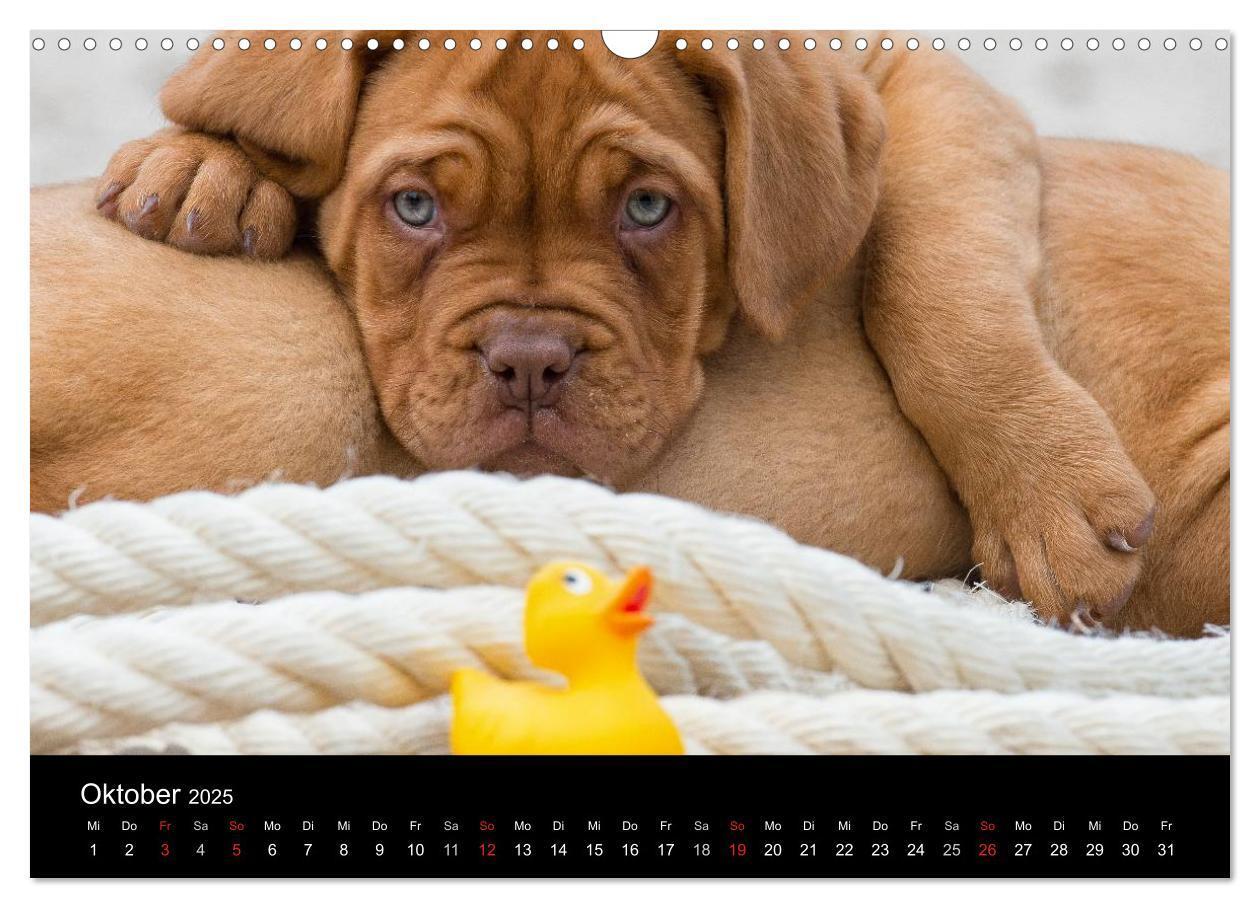 Bild: 9783435519101 | Bordeauxdoggen Welpen (Wandkalender 2025 DIN A3 quer), CALVENDO...