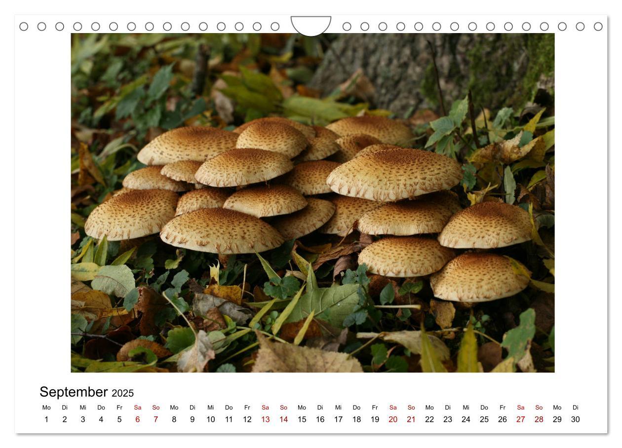 Bild: 9783435377282 | Nymphenburger Park (Wandkalender 2025 DIN A4 quer), CALVENDO...