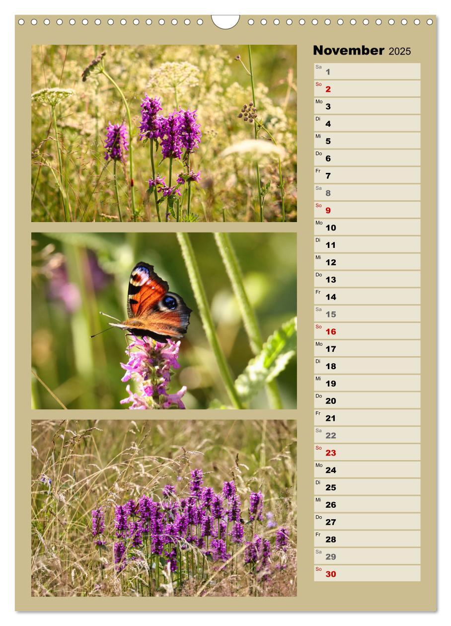 Bild: 9783457173336 | Farbenzauber, bunte Wiesen und bunte Falter (Wandkalender 2025 DIN...