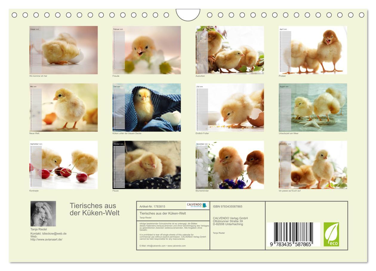 Bild: 9783435587865 | Tierisches aus der Küken-Welt (Wandkalender 2025 DIN A4 quer),...