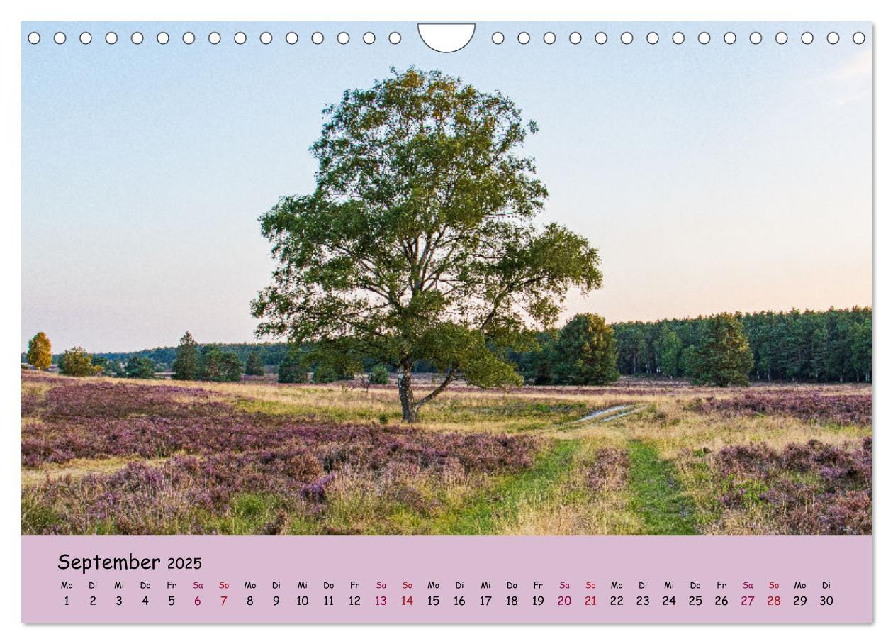 Bild: 9783435030514 | Lüneburger Heide Wege (Wandkalender 2025 DIN A4 quer), CALVENDO...