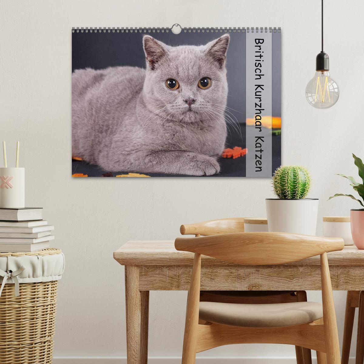 Bild: 9783435772926 | Britisch Kurzhaar Katzen (Wandkalender 2025 DIN A3 quer), CALVENDO...