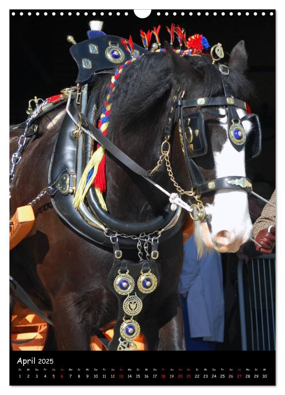 Bild: 9783457069646 | Shire Horse - Geschmückte Riesen (Wandkalender 2025 DIN A3 hoch),...