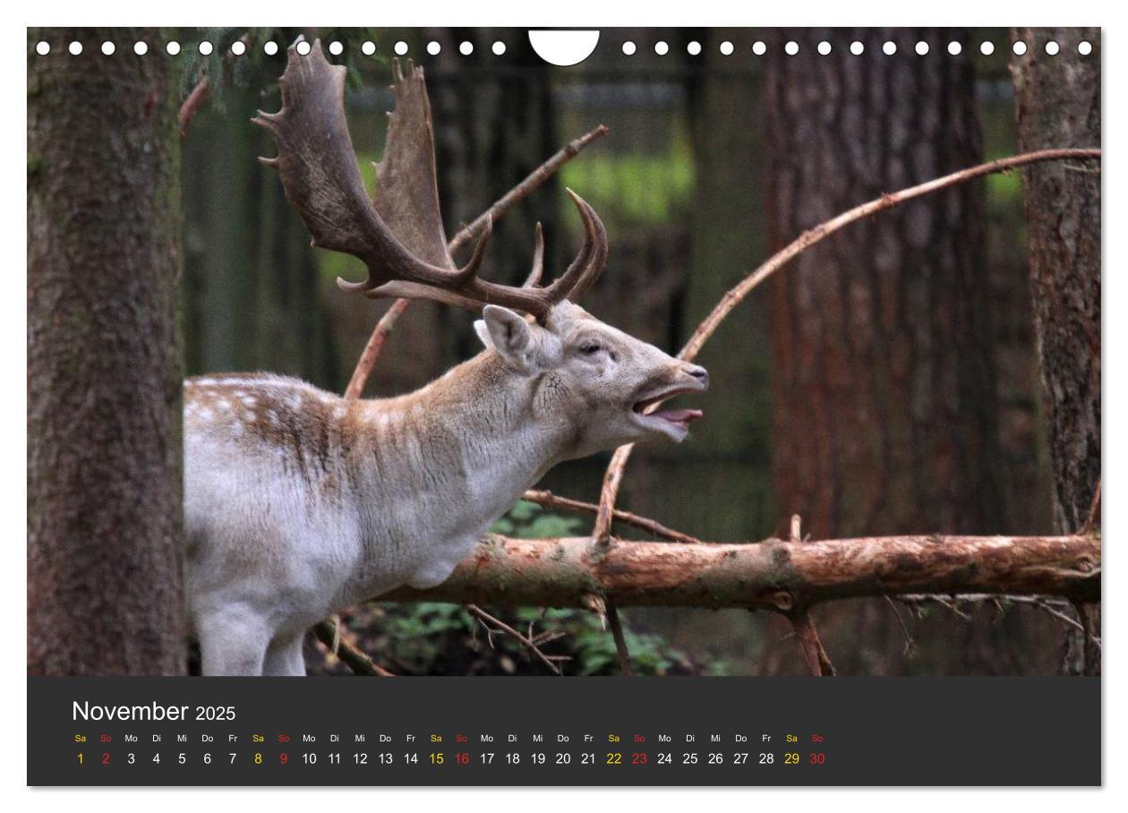 Bild: 9783435778942 | Tierpark-Gera (Wandkalender 2025 DIN A4 quer), CALVENDO Monatskalender