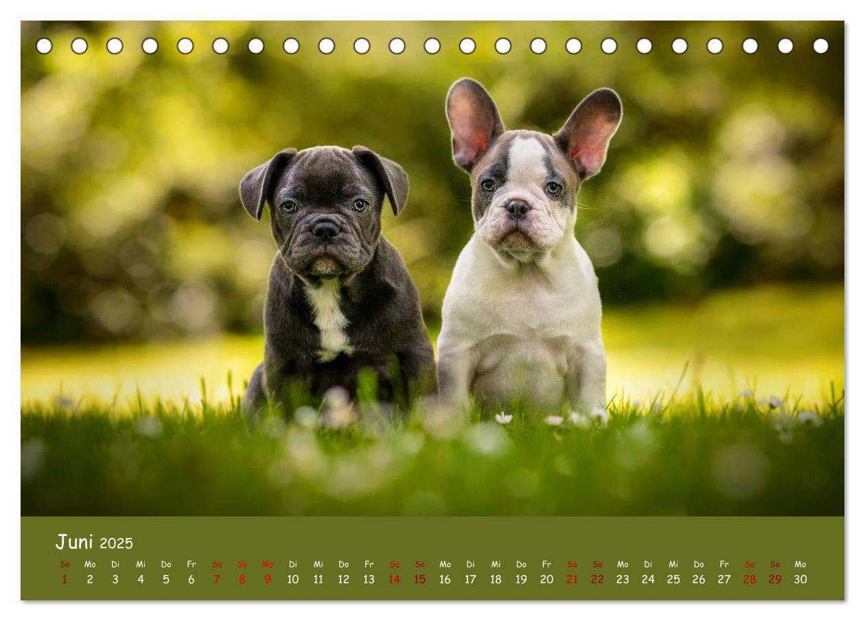 Bild: 9783435221387 | Französische Bulldogge - Clowns auf vier Pfoten (Tischkalender 2025...