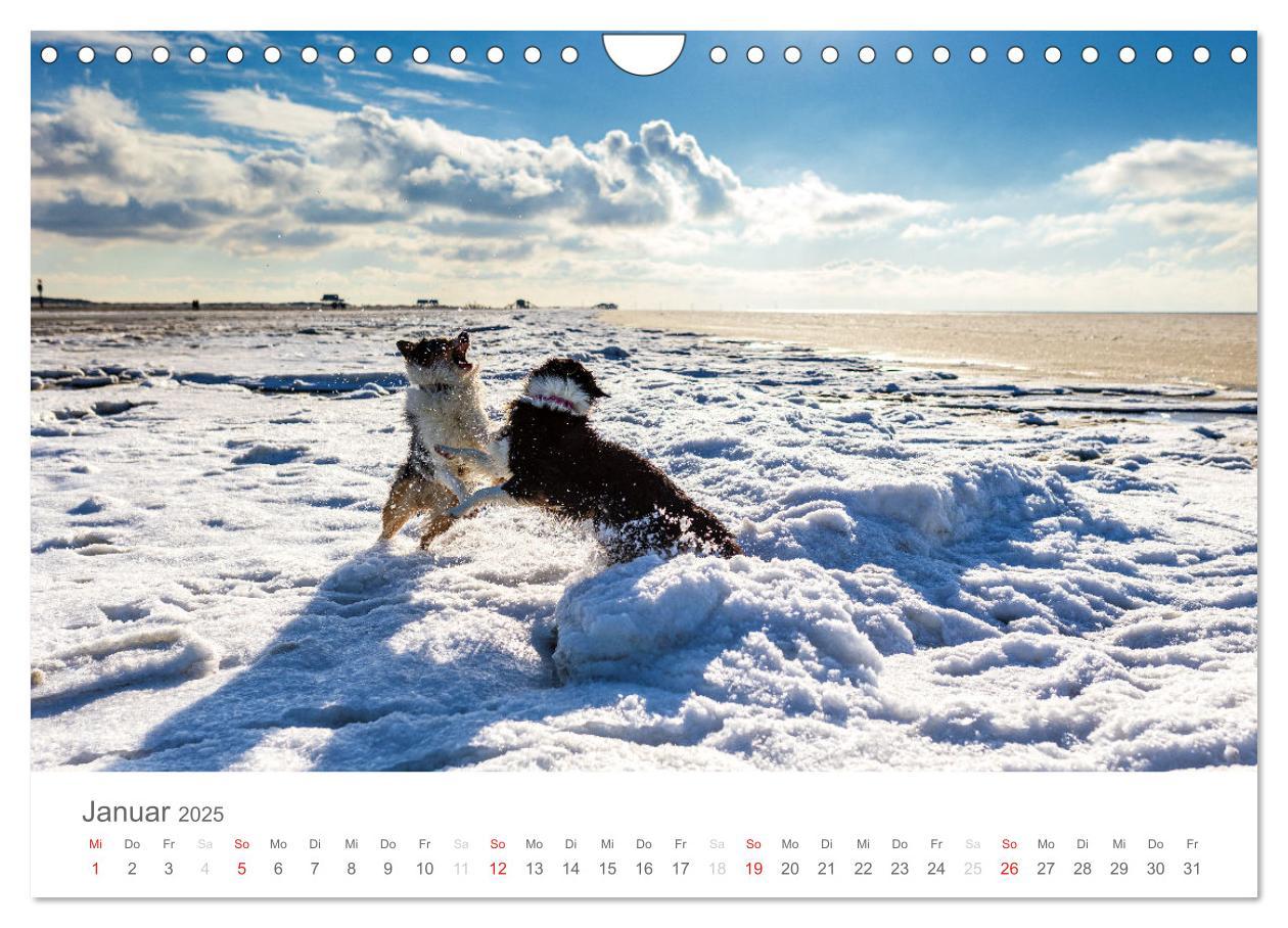 Bild: 9783435673032 | Australian Shepherd 2025 (Wandkalender 2025 DIN A4 quer), CALVENDO...