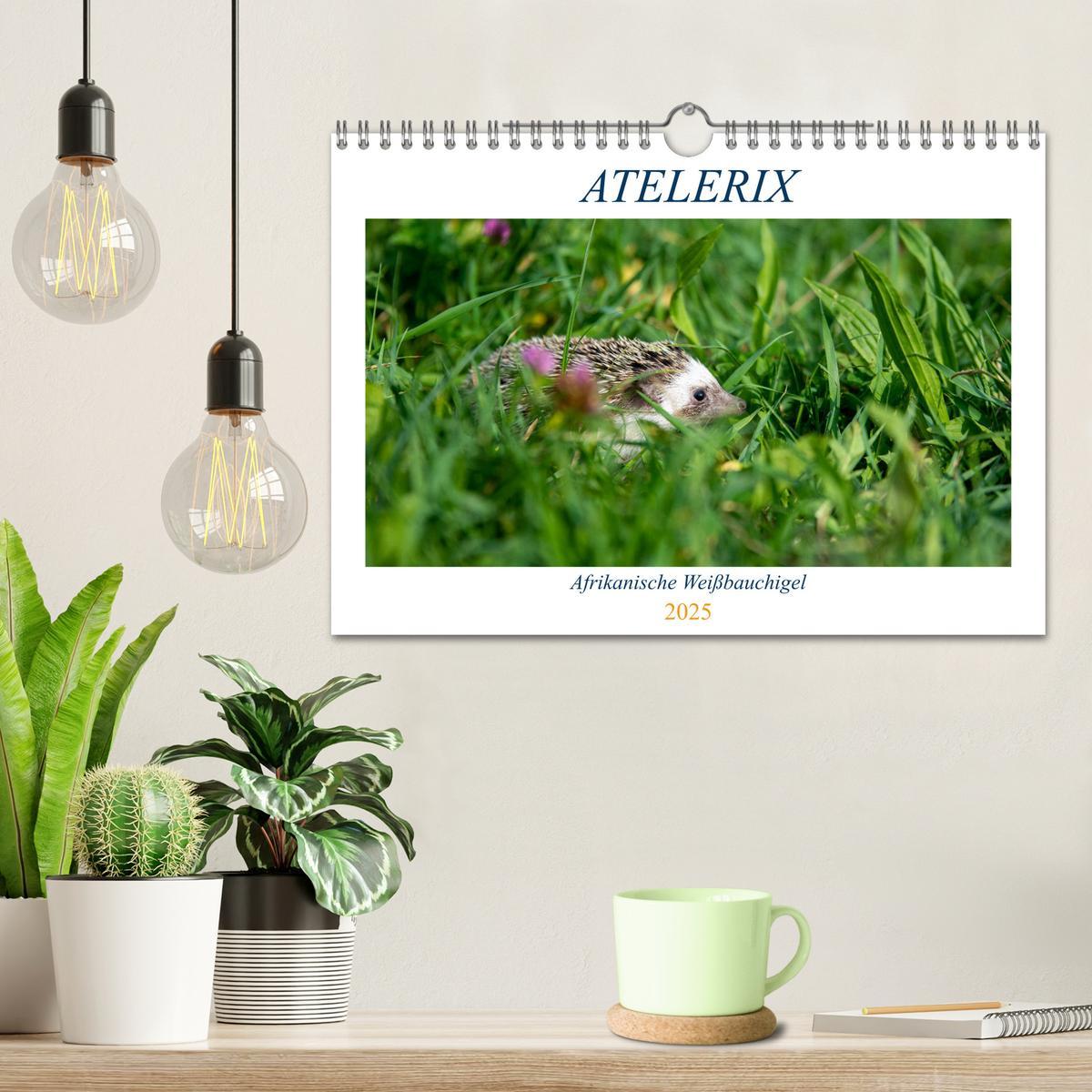 Bild: 9783435071029 | Atelerix - Afrikanische Weißbauchigel (Wandkalender 2025 DIN A4...