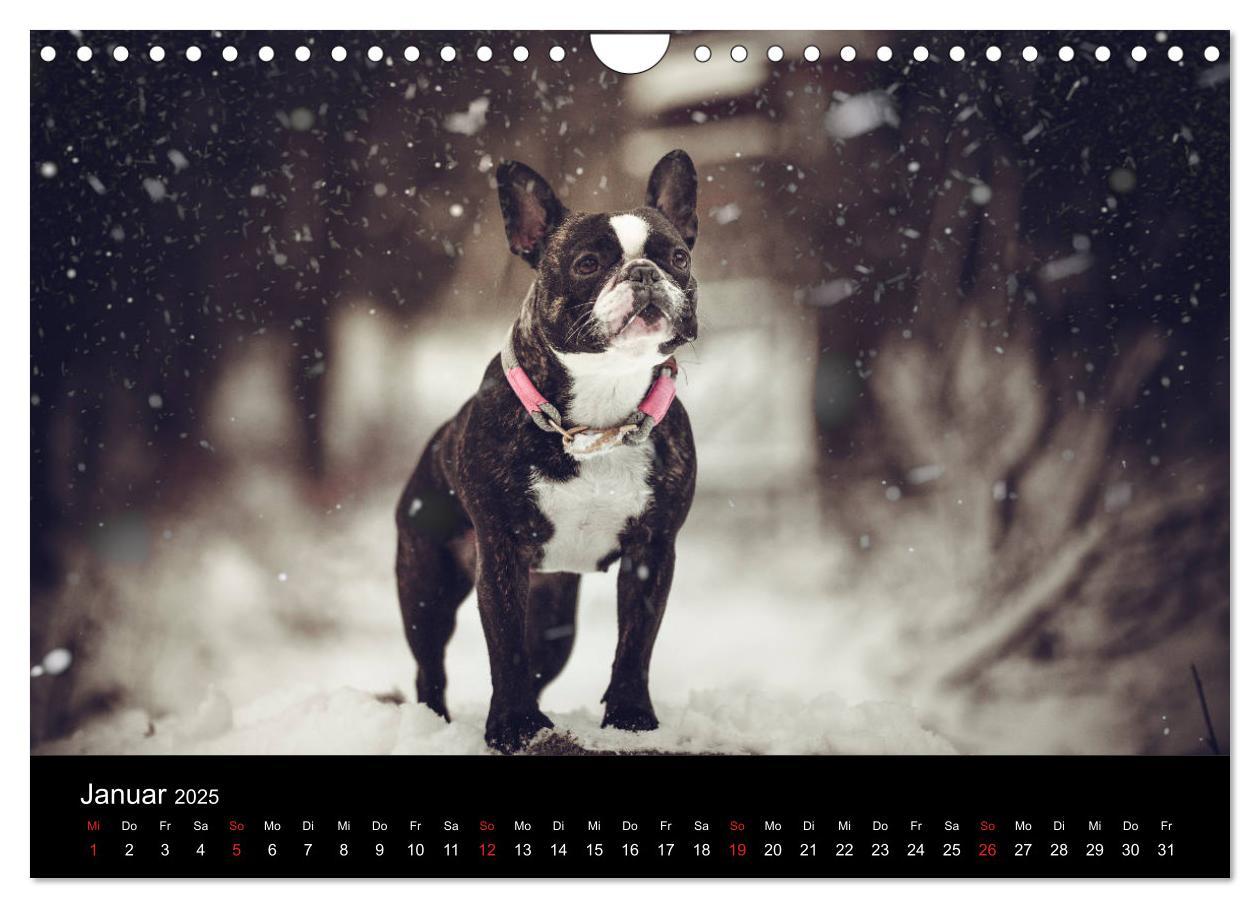 Bild: 9783435302314 | French Bulldog aktiv, verspielt, sportlich (Wandkalender 2025 DIN...