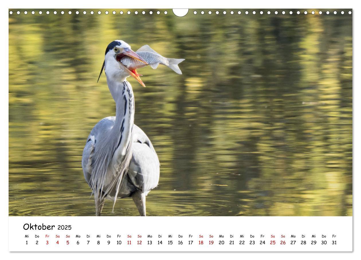 Bild: 9783435176366 | Die Graureiher vom Ahnepark (Wandkalender 2025 DIN A3 quer),...