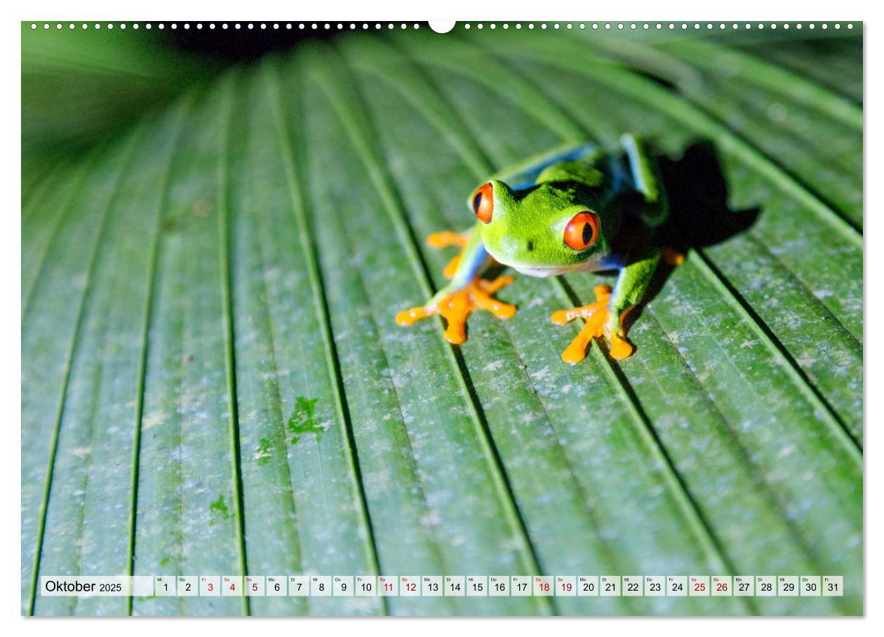 Bild: 9783383948954 | Costa Rica - Tierwelt und Landschaften (Wandkalender 2025 DIN A2...