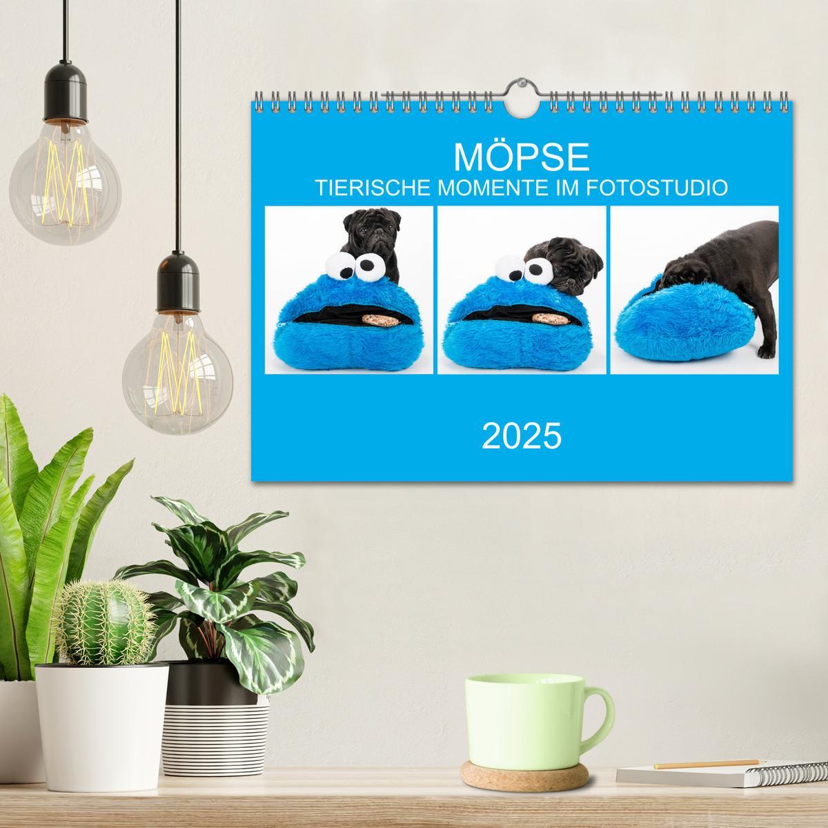 Bild: 9783435418428 | MÖPSE - tierische Momente im Fotostudio (Wandkalender 2025 DIN A4...