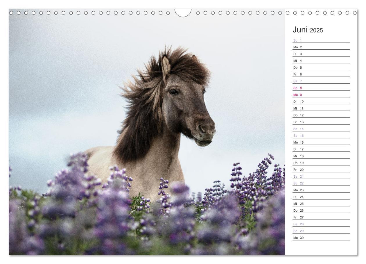 Bild: 9783383934032 | Islandpferde Kalender (Wandkalender 2025 DIN A3 quer), CALVENDO...