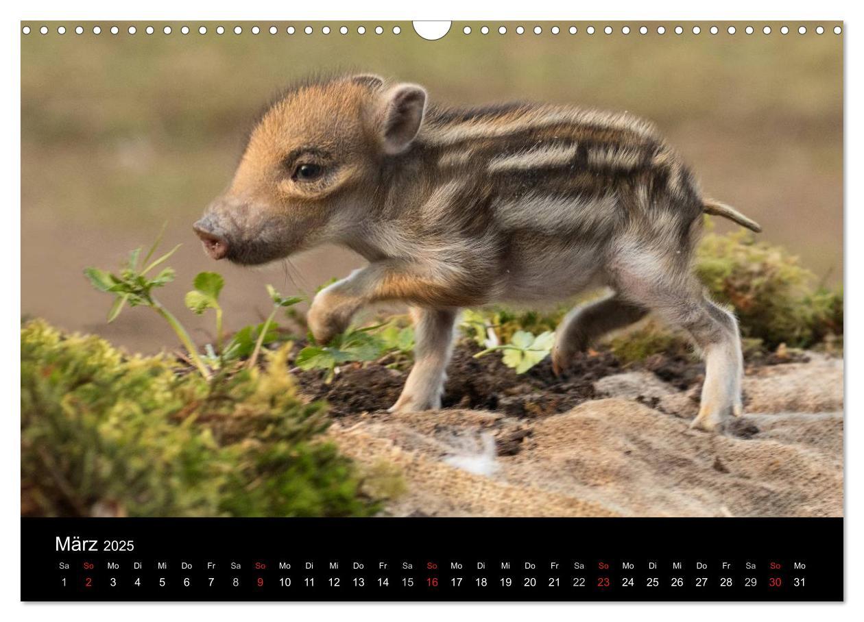 Bild: 9783435556878 | Wilde Heimat (Wandkalender 2025 DIN A3 quer), CALVENDO Monatskalender