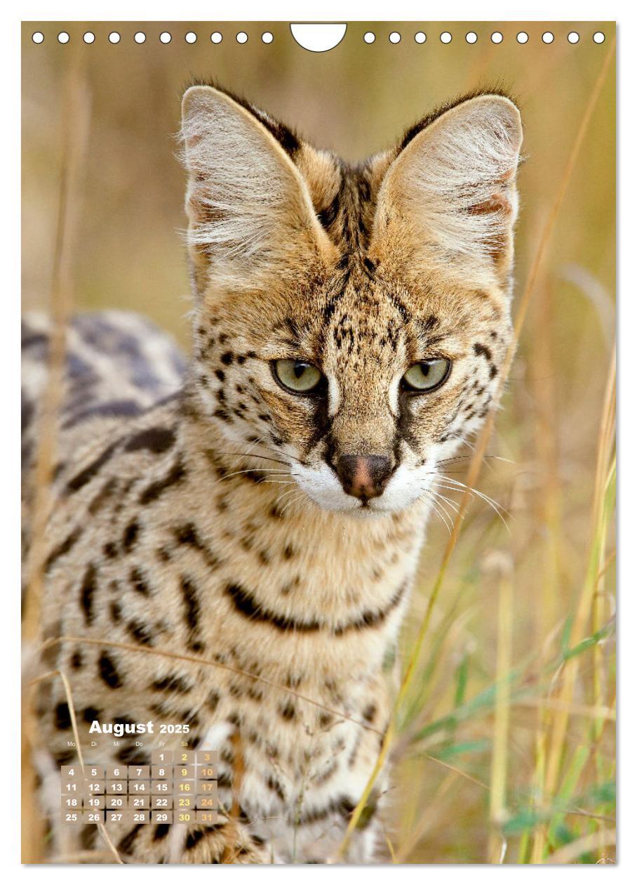 Bild: 9783435061389 | Raubkatzen: Die Jäger auf leisen Pfoten (Wandkalender 2025 DIN A4...