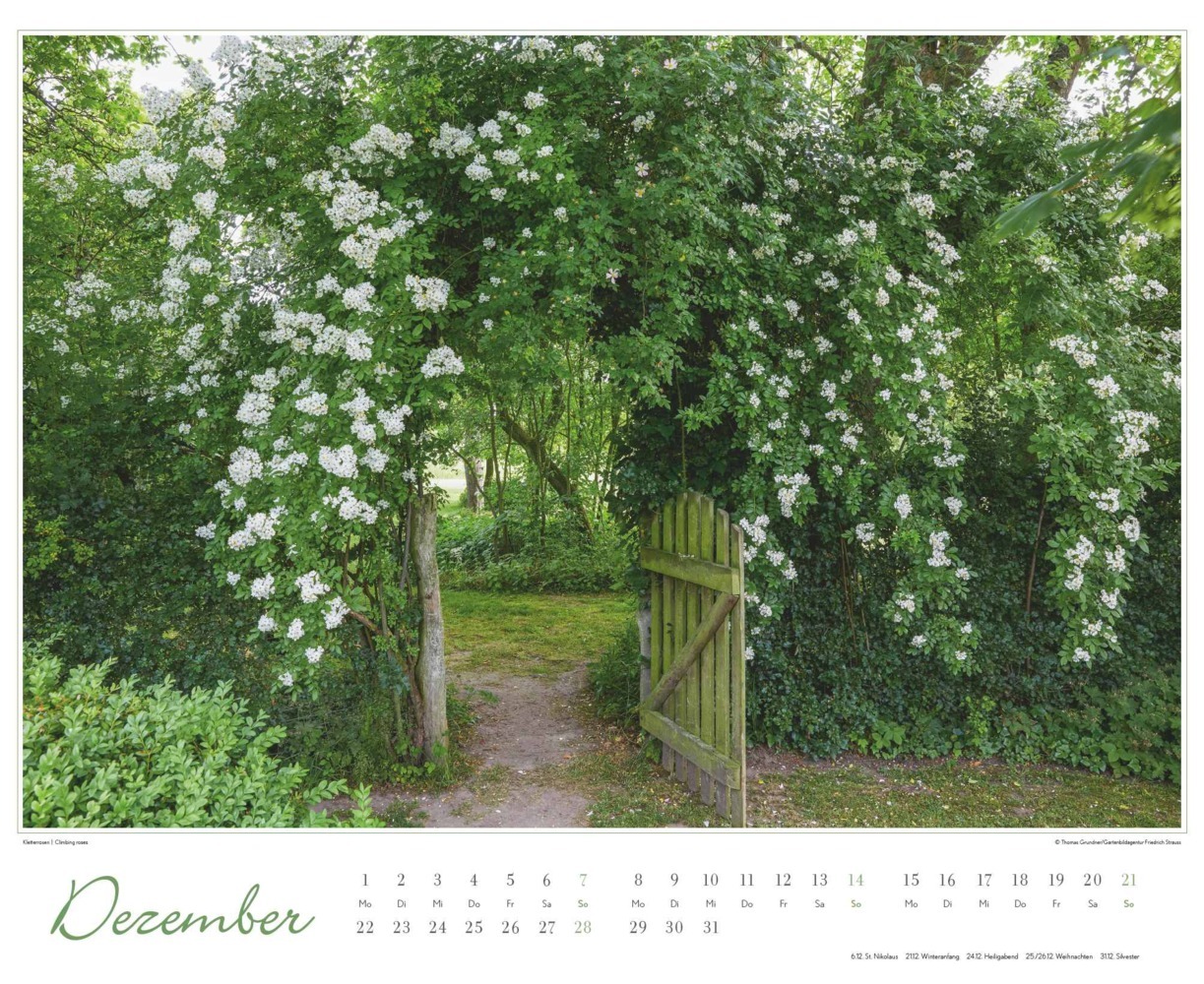 Bild: 4250809653457 | DUMONT - Im Rosengarten 2025 Wandkalender, 52x42,5cm,...