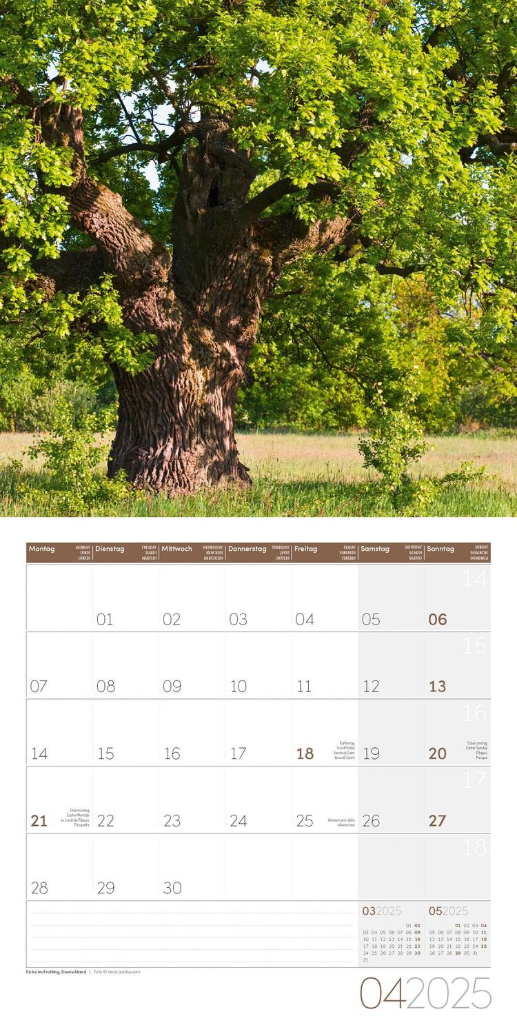 Bild: 9783838445120 | Bäume Kalender 2025 - 30x30 | Ackermann Kunstverlag | Kalender | 28 S.