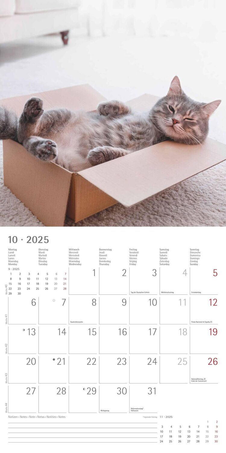 Bild: 4251732340827 | Funny Cats 2025 - Broschürenkalender 30x30 cm (30x60 geöffnet) -...