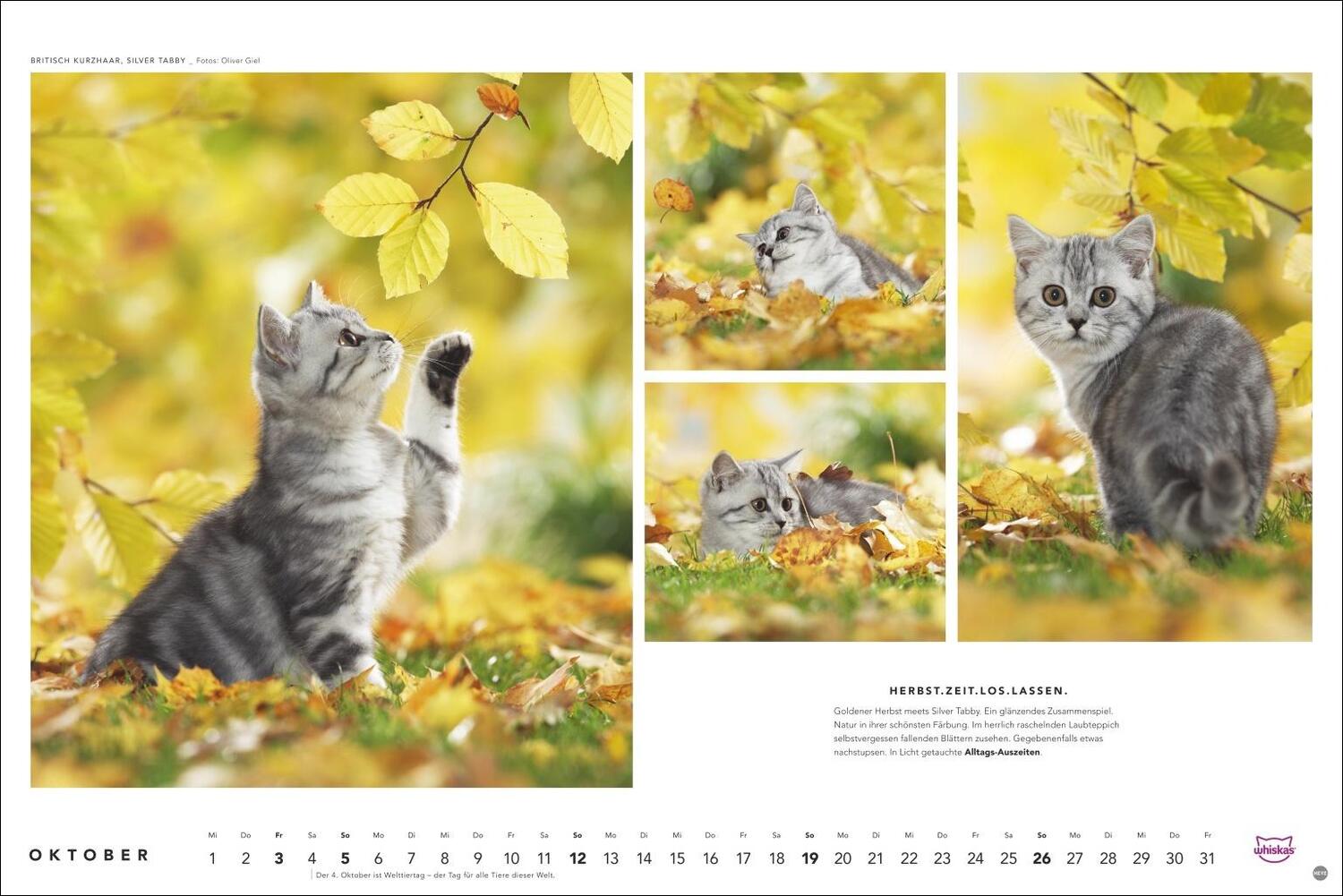 Bild: 9783756404971 | Whiskas Katzenkalender 2025 | Heye | Kalender | Spiralbindung | 14 S.