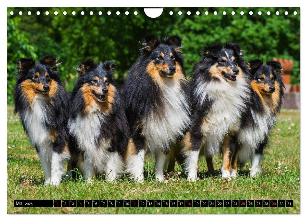 Bild: 9783435569878 | Traumhund Sheltie (Wandkalender 2025 DIN A4 quer), CALVENDO...