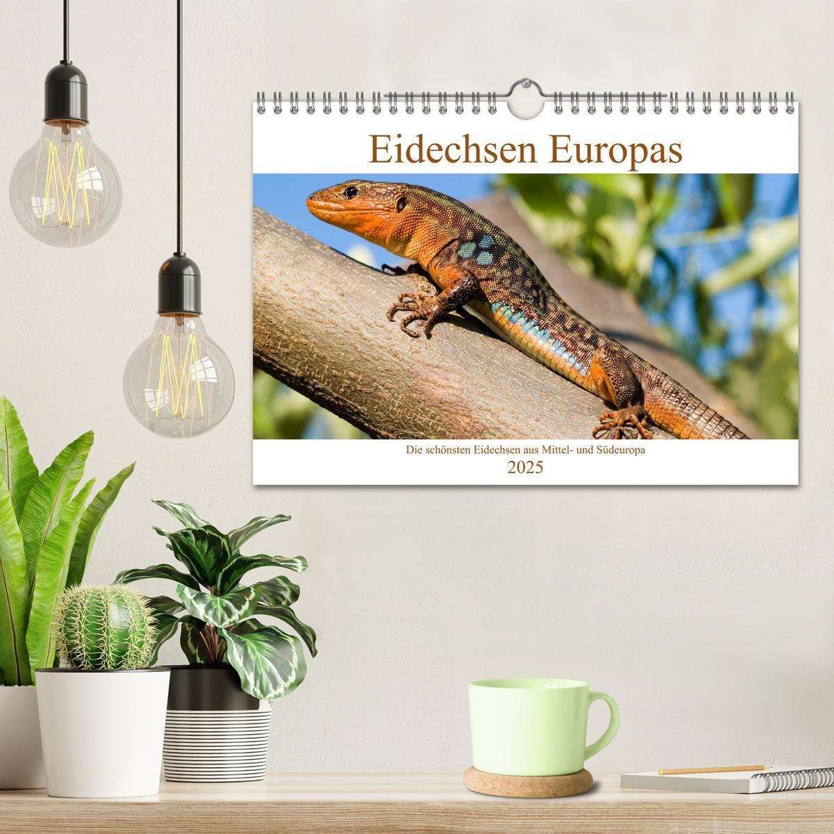 Bild: 9783435099375 | Eidechsen Europas (Wandkalender 2025 DIN A4 quer), CALVENDO...