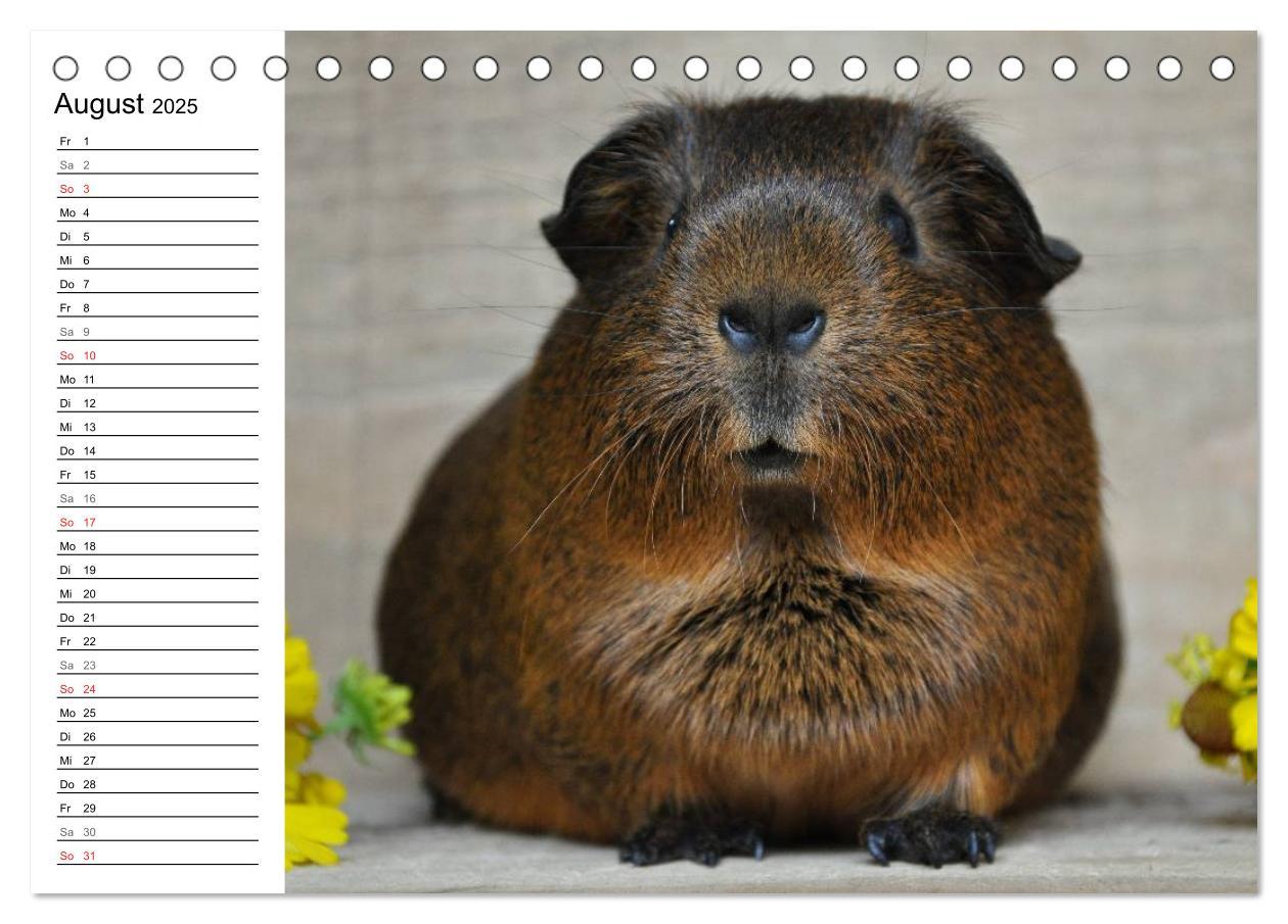 Bild: 9783435718887 | Meerschweinchen Niedliche Herzensbrecher (Tischkalender 2025 DIN A5...