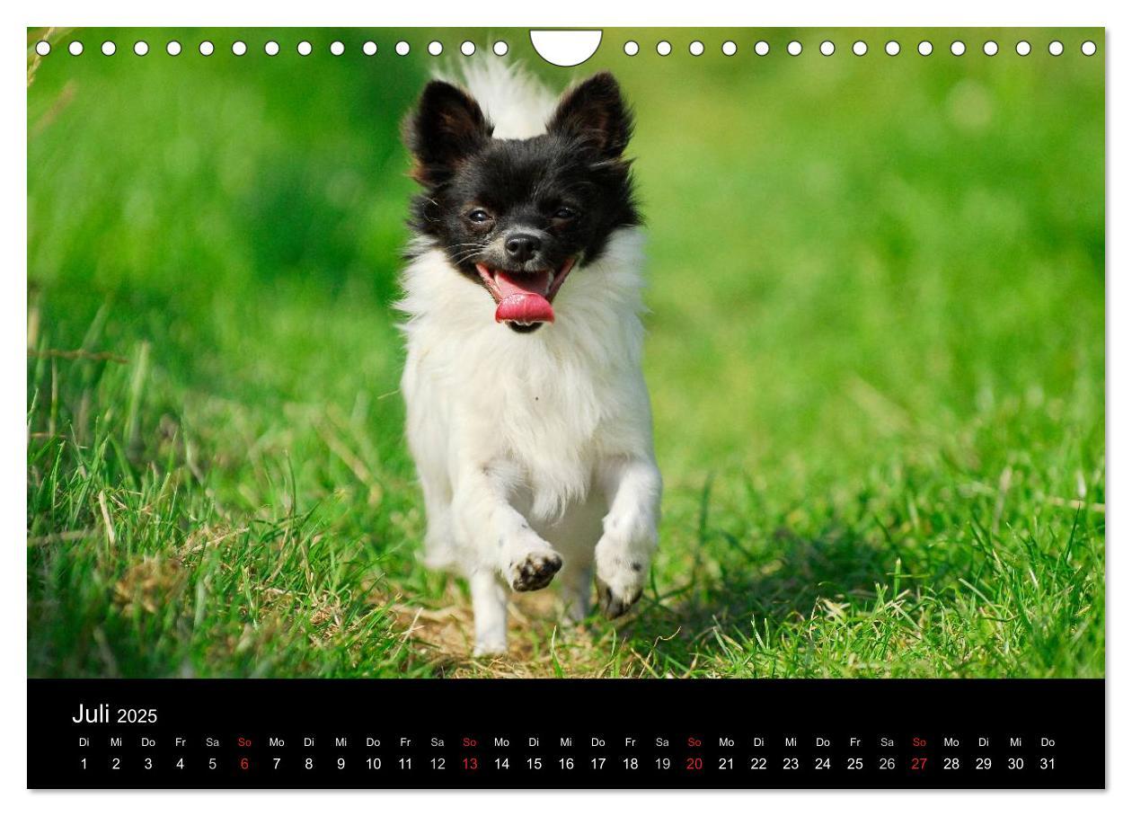 Bild: 9783435767113 | Chihuahua - Kleine Hunde ganz groß (Wandkalender 2025 DIN A4 quer),...