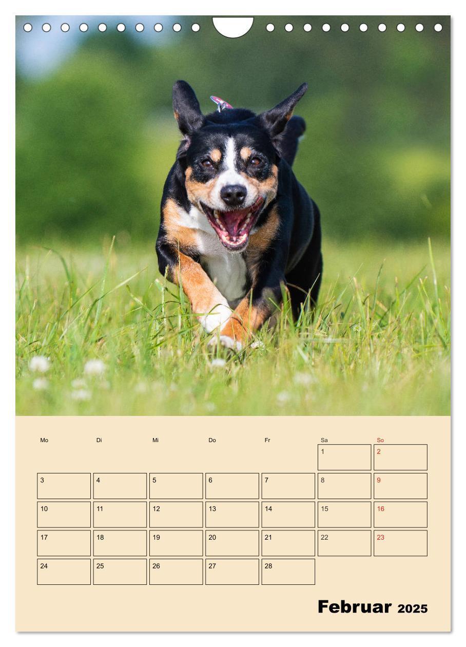 Bild: 9783435959198 | Jahresplaner Entlebucher Sennenhund (Wandkalender 2025 DIN A4...