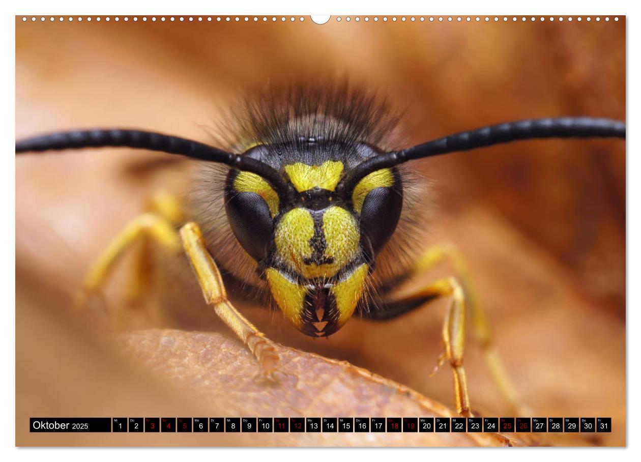 Bild: 9783435340002 | Faszination Makrofotografie: Wespen und Bienen (Wandkalender 2025...