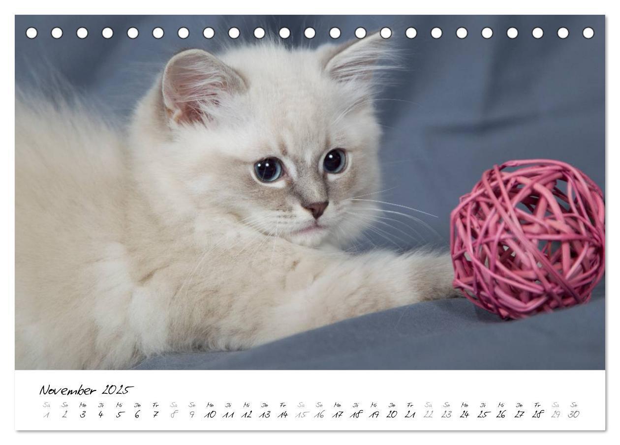 Bild: 9783435755318 | Ragdoll Kitten (Tischkalender 2025 DIN A5 quer), CALVENDO...