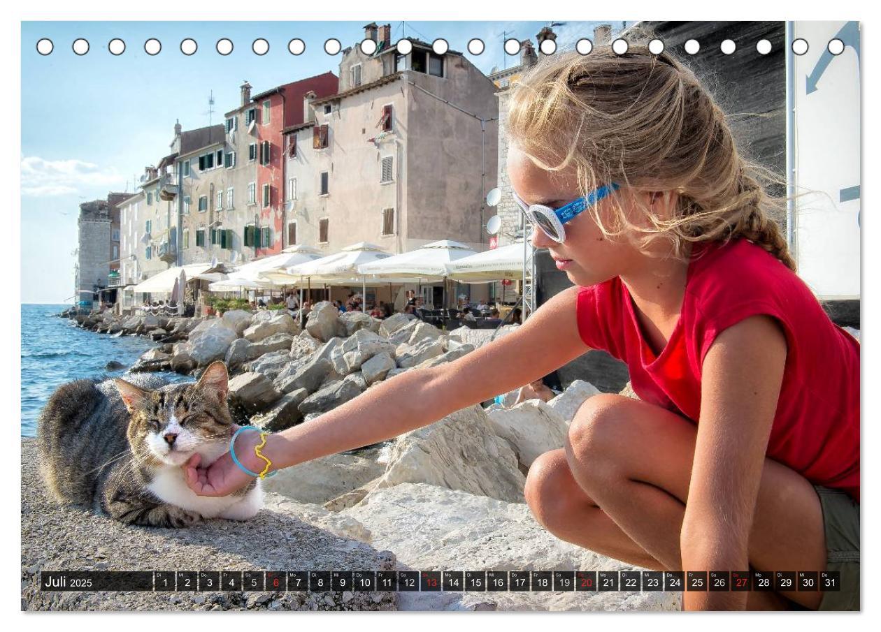 Bild: 9783435575527 | Die Katzen von Rovinj (Tischkalender 2025 DIN A5 quer), CALVENDO...