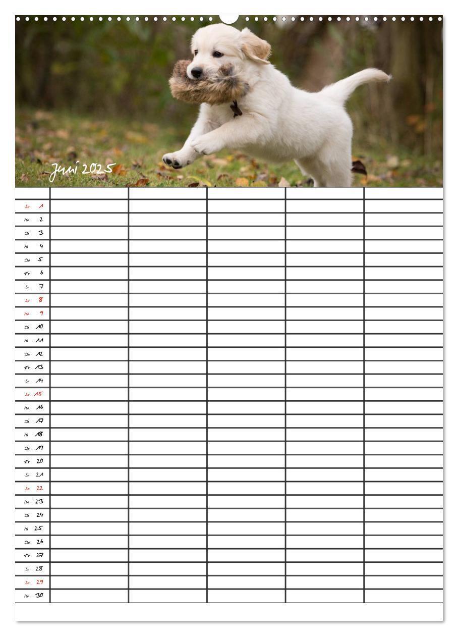 Bild: 9783457087718 | Familienplaner: Golden Retriever Welpen (Wandkalender 2025 DIN A2...