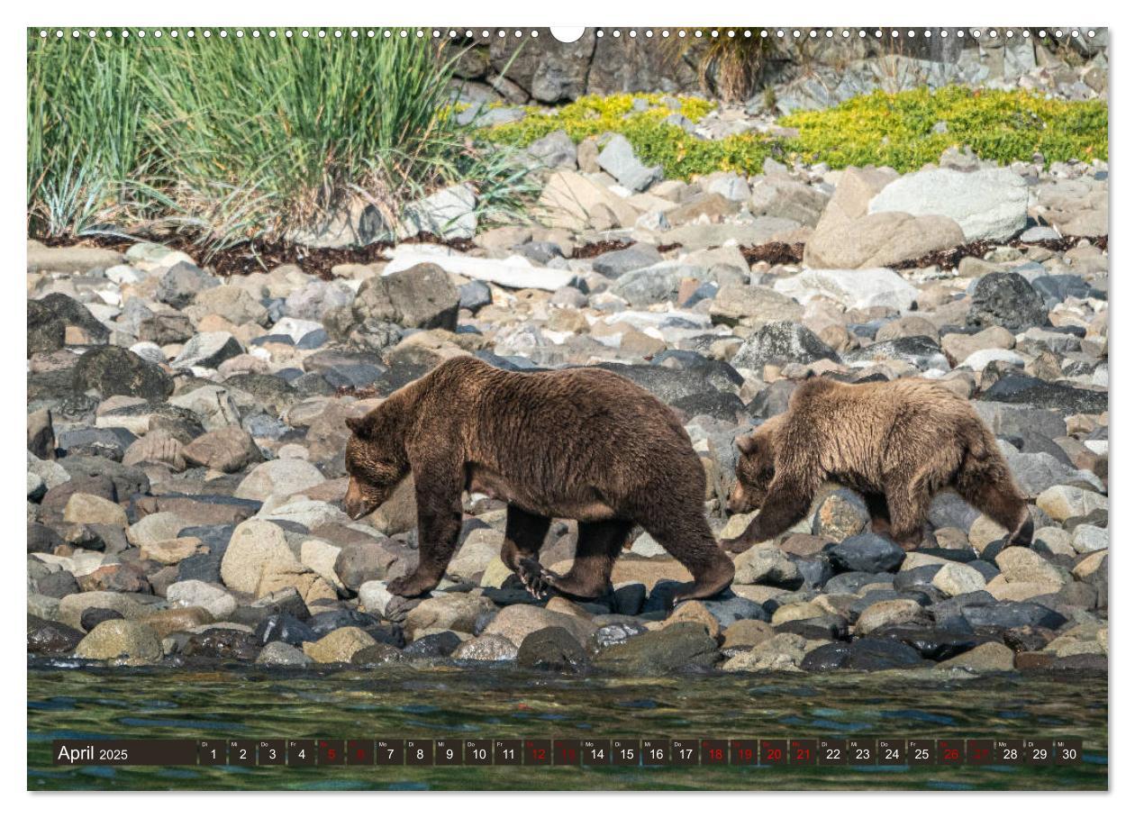 Bild: 9783435187218 | Grizzlybären im Katmai Nationalpark Alaska (Wandkalender 2025 DIN...