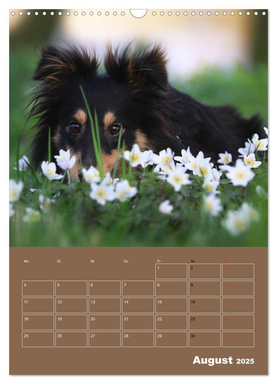 Bild: 9783457012932 | SHELTIES Herzensbrecher auf 4 Pfoten (Wandkalender 2025 DIN A3...