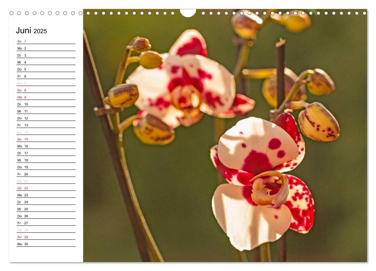 Bild: 9783435553303 | Blütenzauber Orchideen (Wandkalender 2025 DIN A3 quer), CALVENDO...