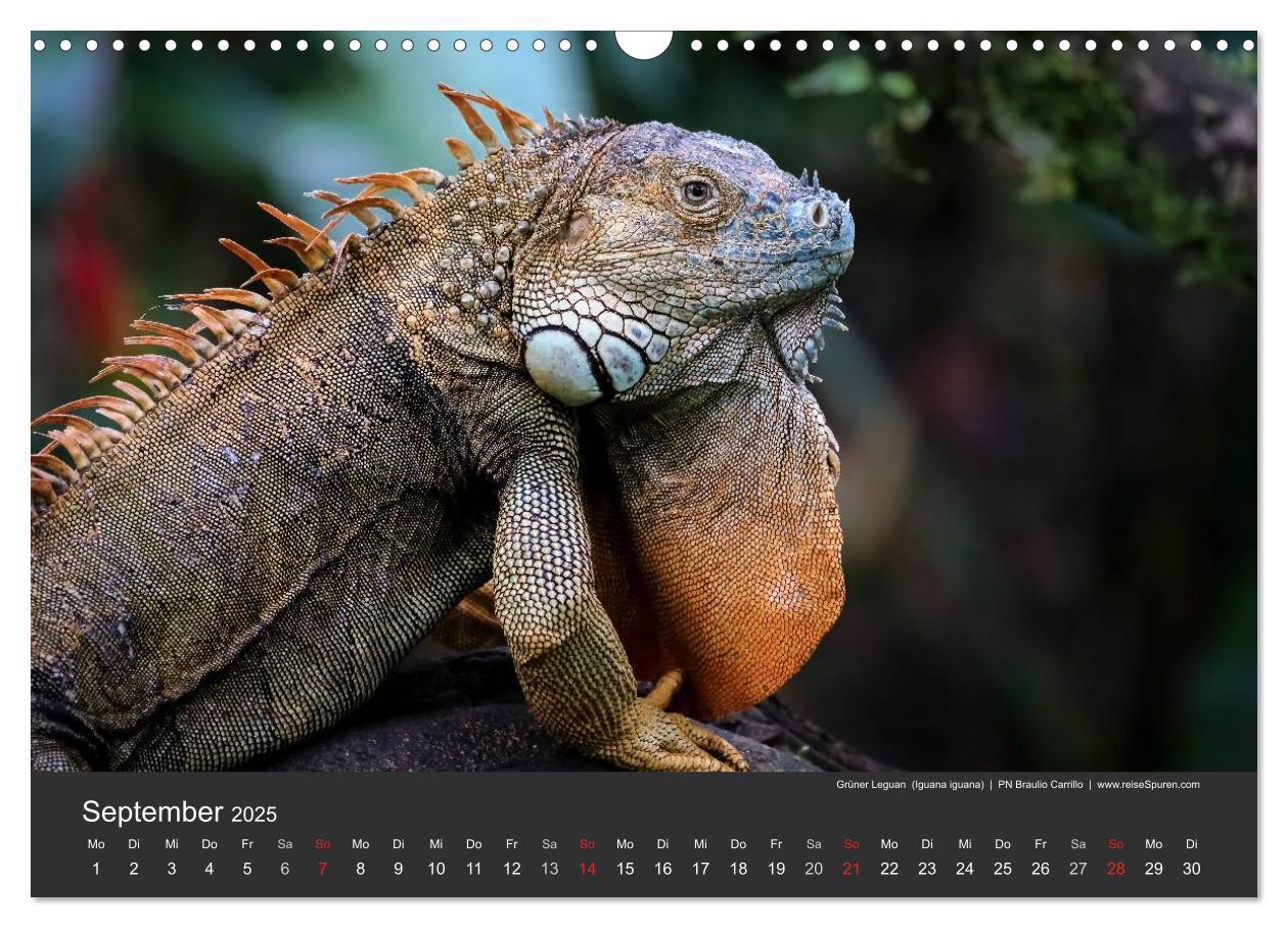 Bild: 9783435728053 | Costa Rica tierisch gut 2025 (Wandkalender 2025 DIN A3 quer),...