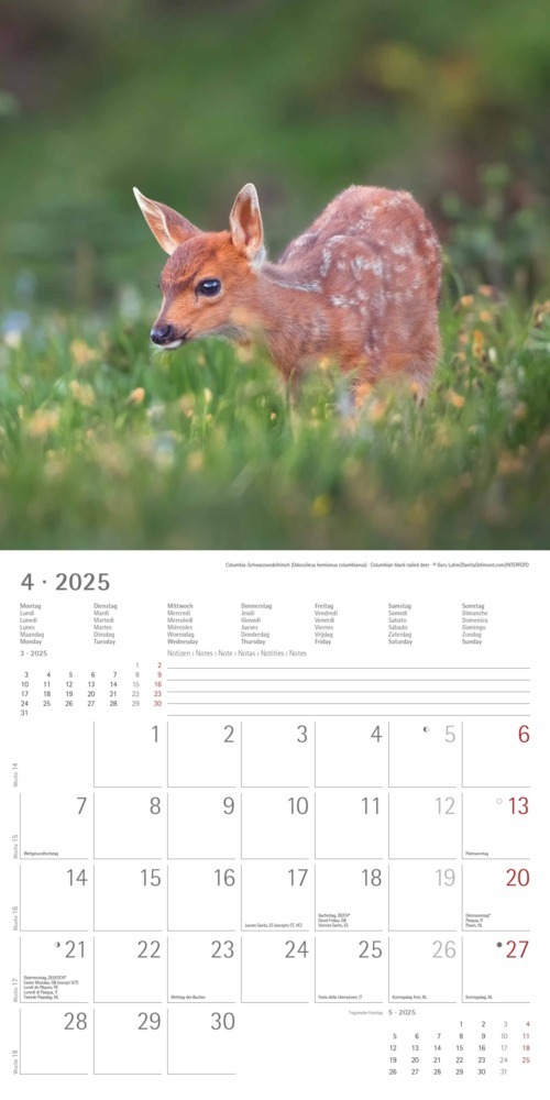 Bild: 4251732340773 | Alpha Edition - Tierbabys 2025 Broschürenkalender, 30x30cm,...