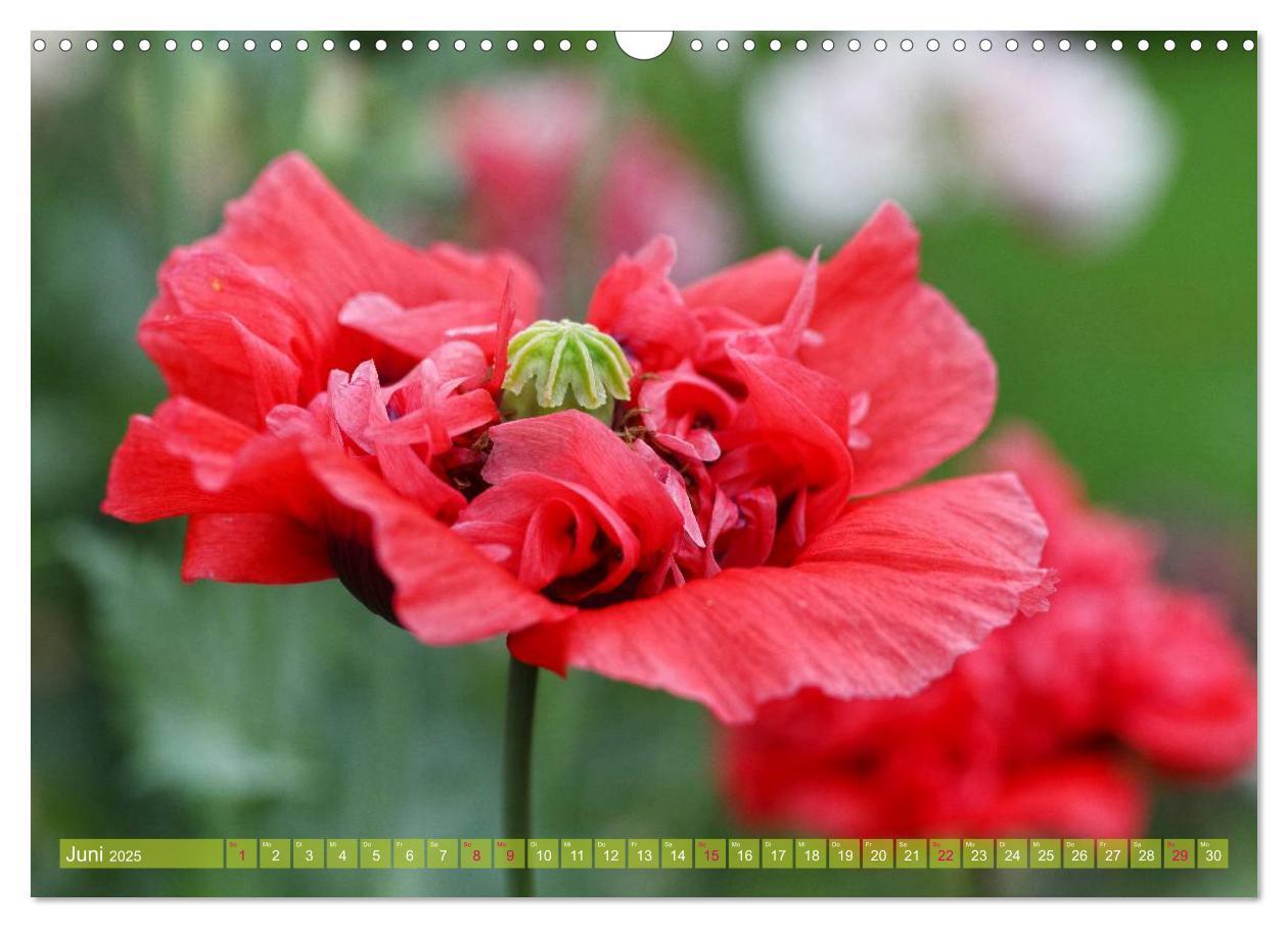 Bild: 9783435734160 | Mohn Tage (Wandkalender 2025 DIN A3 quer), CALVENDO Monatskalender