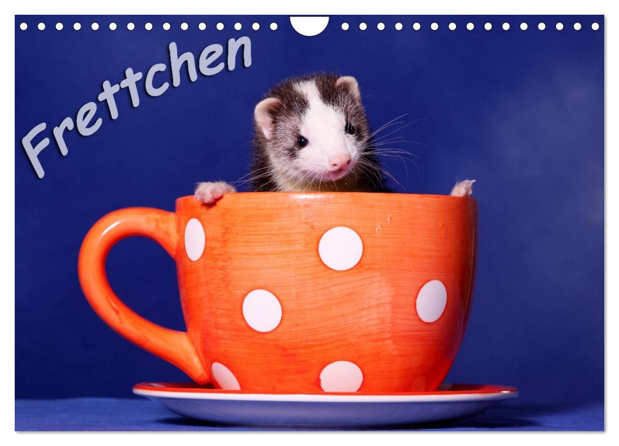 Cover: 9783435840083 | Frettchen - Ferrets (Wandkalender 2025 DIN A4 quer), CALVENDO...